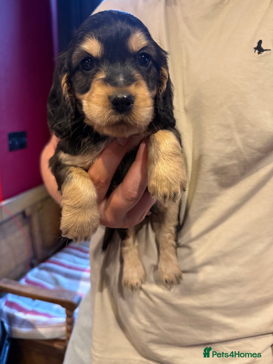 Cocker Spaniel dogs for sale: Wonderful show type cocker spaniels - Image 18