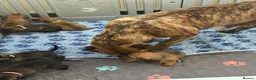 Presa Canario dogs for sale: 7 Gorgeous Chunky Presa Canarios For Sale - Advert 8