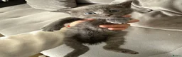 Mixed Breed cats for sale: Adorable Kittens Looking for Their Forever Homes - Advert 6