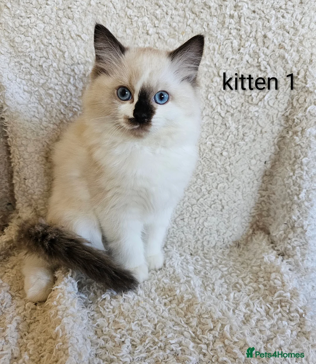 Ragdoll cats for sale: 7 GCCF Ragdoll kittens. Blue and Seal. Home raised - Advert 1