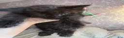 Maine Coon cats for sale: Maine Coon Kittens-Black Smoke&Cream Silver - Advert 23