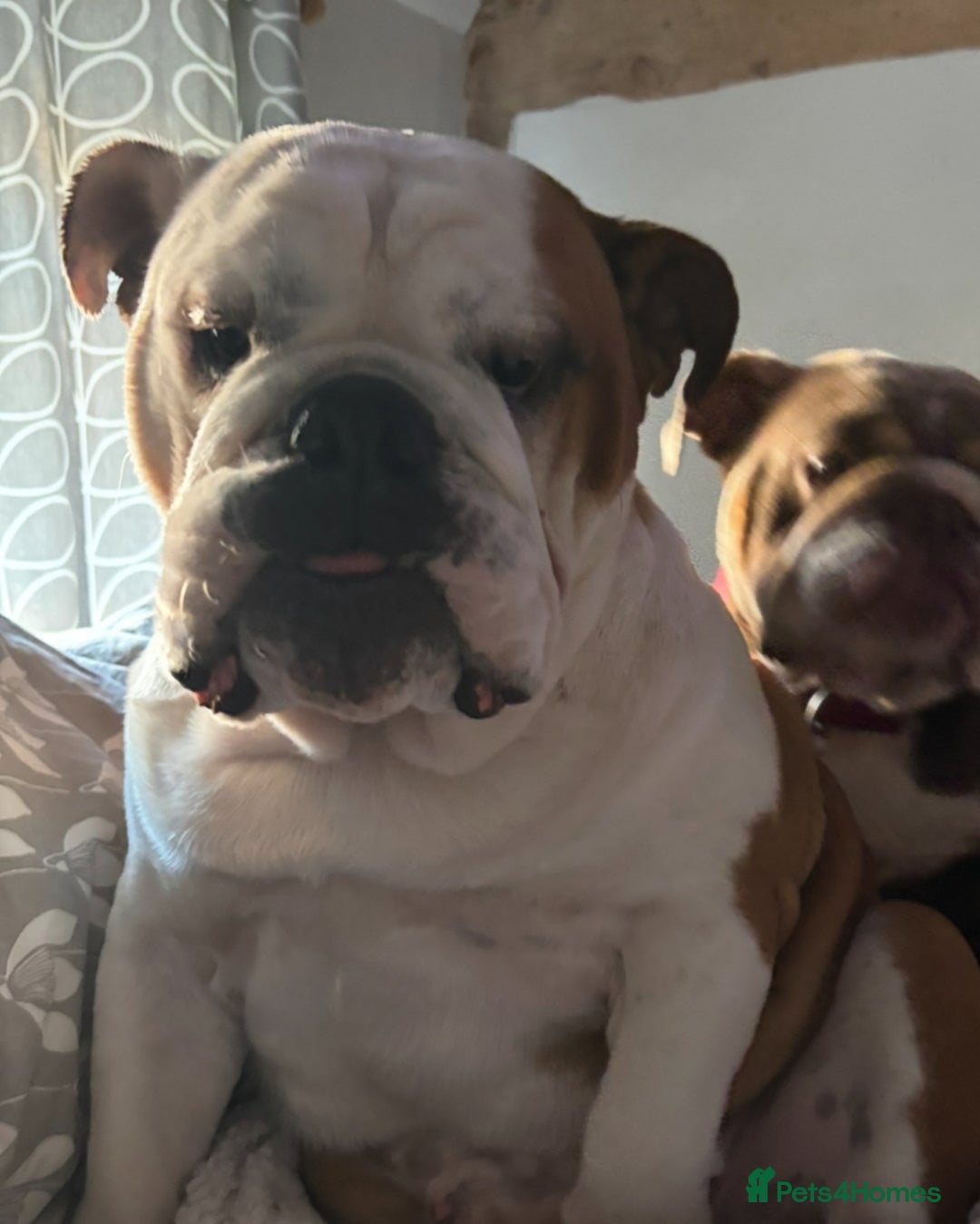 English Bulldog dogs for sale: Bulldog  - Image 1
