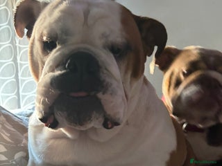 English Bulldog dogs - Advert 4