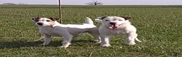 Jack Russell dogs for sale: Tremendous JRT pups  - Advert 15