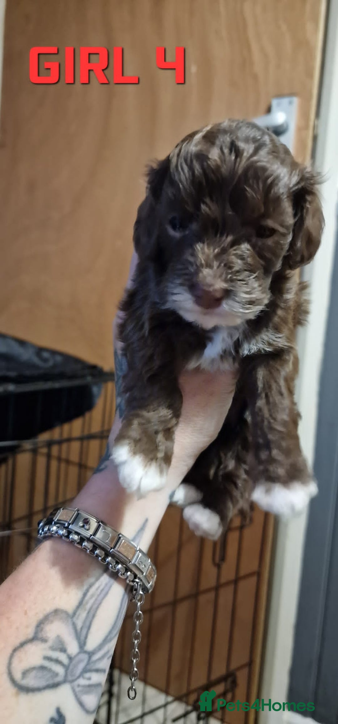 Cockapoo dogs for sale: Cockapoo - Image 2