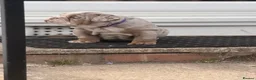 English Bulldog dogs for sale: 1 LEFT VACCINATED + READY TO LEAVE BRITISH BULLDOG - Advert 9