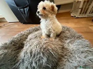 Toy Poodle dogs Toy poodle pups - Advert 1