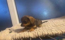 Mixed Breed dogs for sale: Dashound and Pomeranian  - Image 6