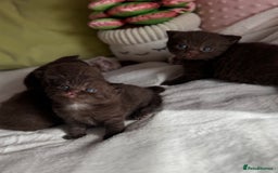 British Shorthair cats for sale: 🇬🇧✅BSH chocolate boys ⭐️GCCF💎last 2 left 🍩 - Image 8