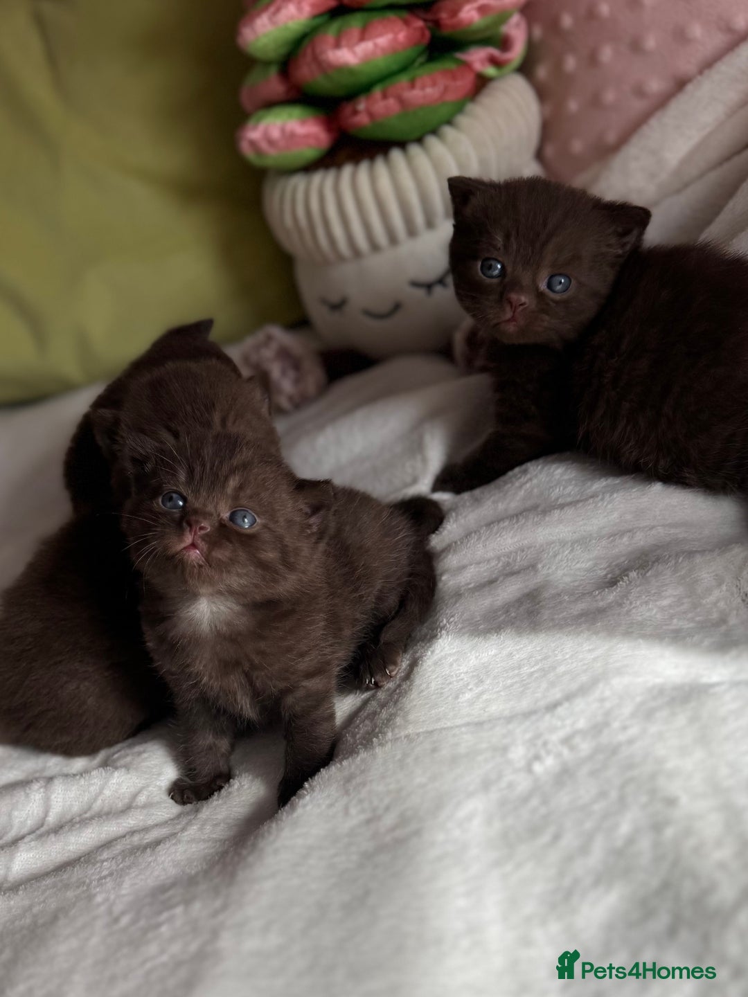 British Shorthair cats for sale: 🇬🇧✅BSH chocolate boys ⭐️GCCF💎last 2 left 🍩 - Image 8