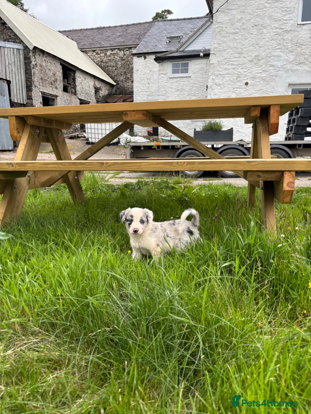 Border Collie dogs for sale: Beautiful pups for sale  - Advert 2