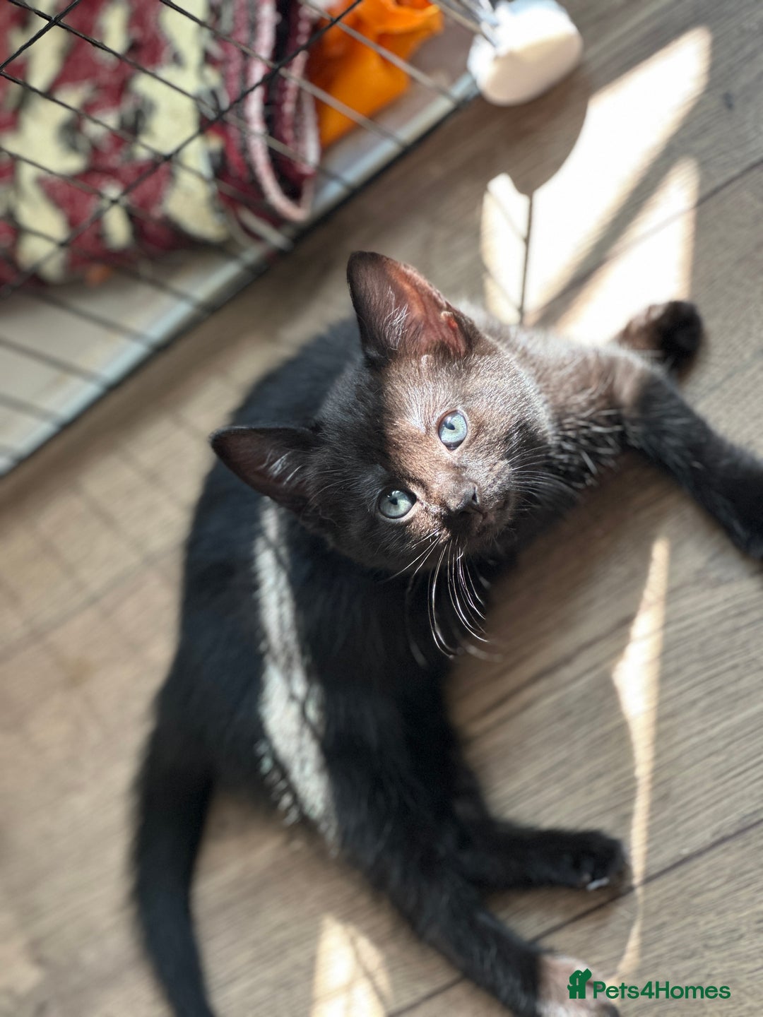 Mixed Breed cats for sale: ❤️ Burmese/White Russian Mixed (kittens) 4 Left - Image 5