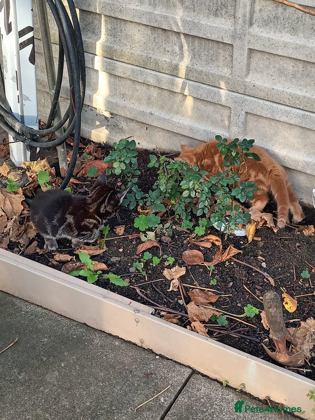 Mixed Breed cats for sale: Adorable kittens  - Advert 12