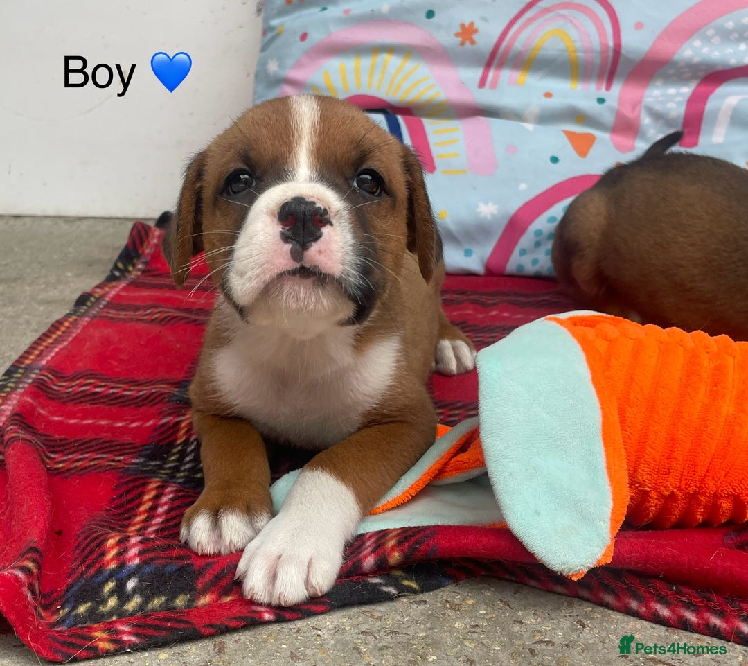Rottweiler dogs for sale: Gorgeous Sovereign Puppies - Image 5