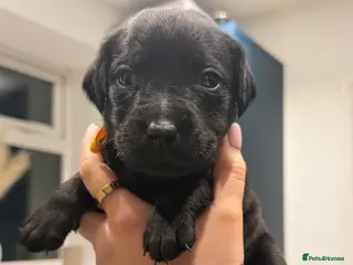 Mixed Breed dogs Puppies - Advert 14