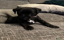 Mixed Breed dogs for sale: fox red Labrador X whippet puppies - Image 10