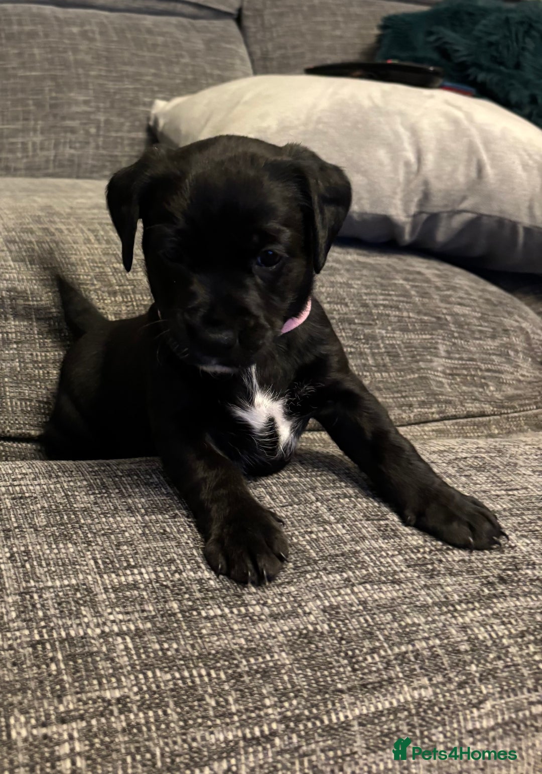 Mixed Breed dogs for sale: fox red Labrador X whippet puppies - Image 10