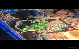 Tortoise reptiles for sale: Two red foot tortoises  - Image 3