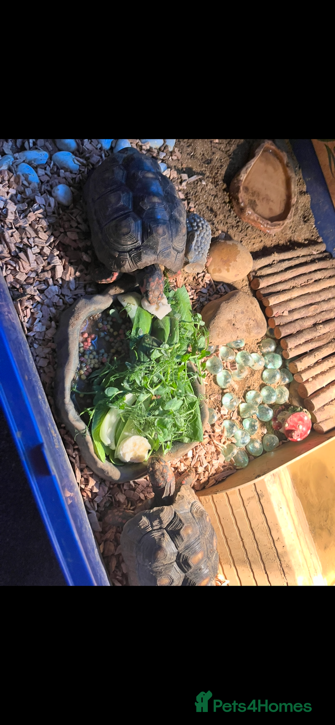 Tortoise reptiles for sale: Two red foot tortoises  - Image 3