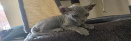 Sphynx cats for sale: SPHYNX ELF & PETERBALD KITTENS - Advert 13