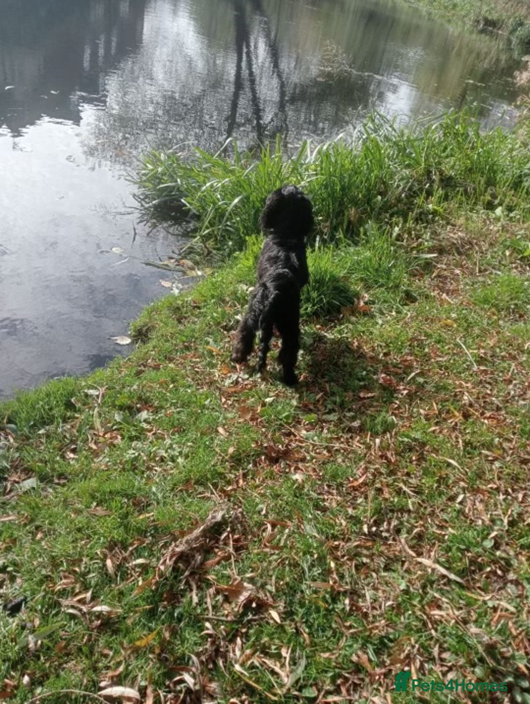 Cockapoo dogs for sale: 6-Month Cockapoo Puppy – Experienced Owner Only - Advert 12