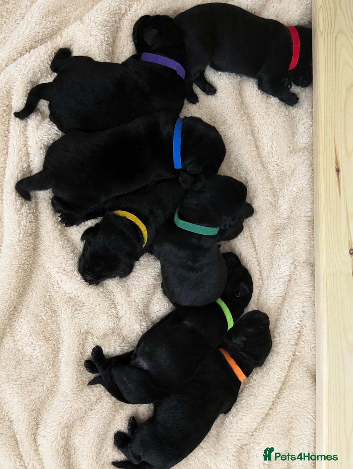 Labrador Retriever dogs 🖤YOUR NEW BEST FRIEND IS HERE🖤 - Advert 14