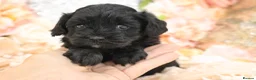 Cavapoo dogs for sale: Health Tested Cavapoos by Licensed Breeder - Advert 20