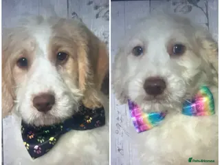 Mixed Breed dogs Cockador x poodle pups( mini doodles) - Advert 3