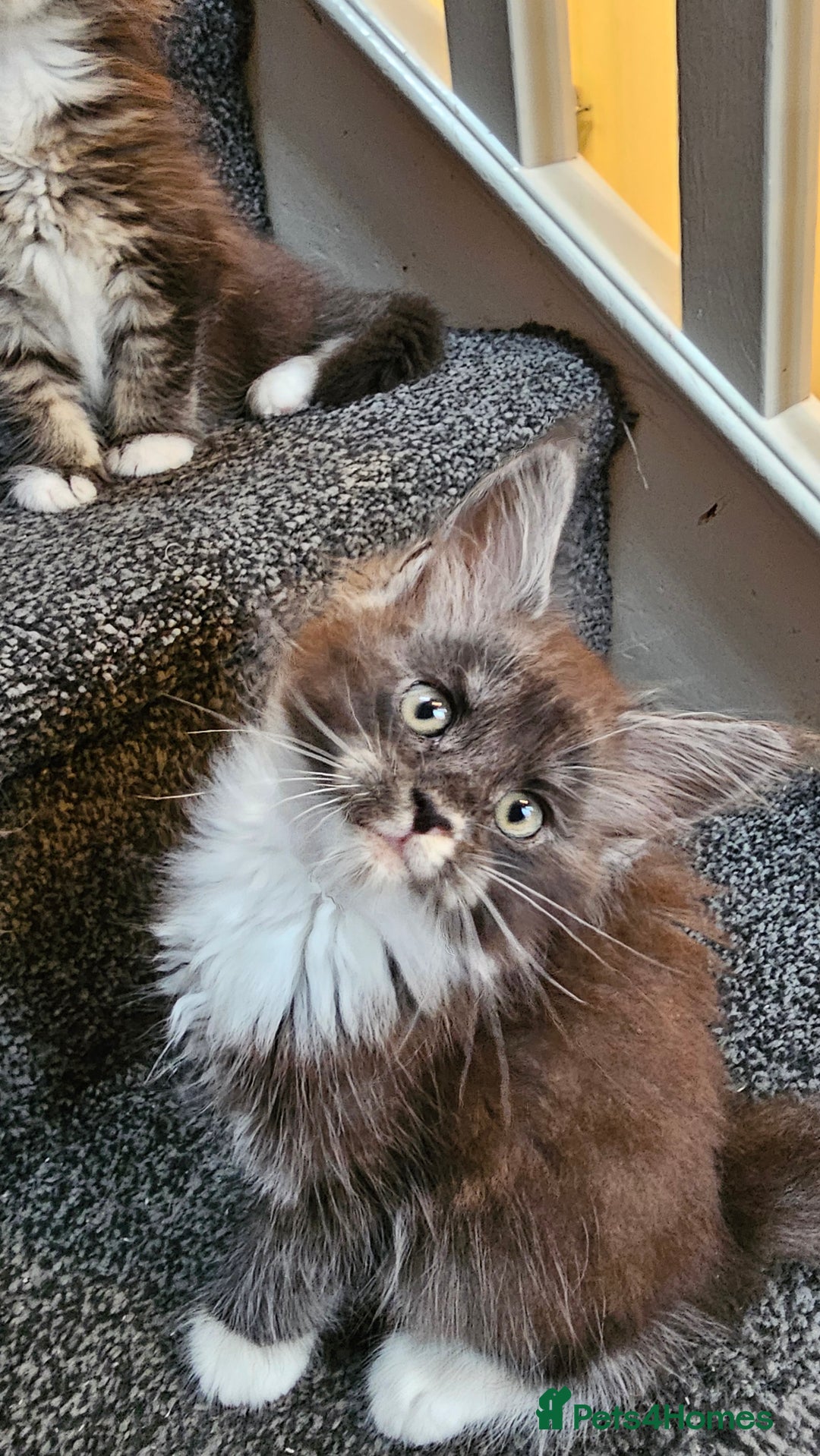 Maine Coon cats for sale: Tica registered maine coon kitten - Image 4