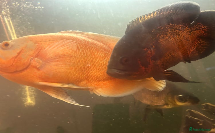 Cichlids fish - Advert 1