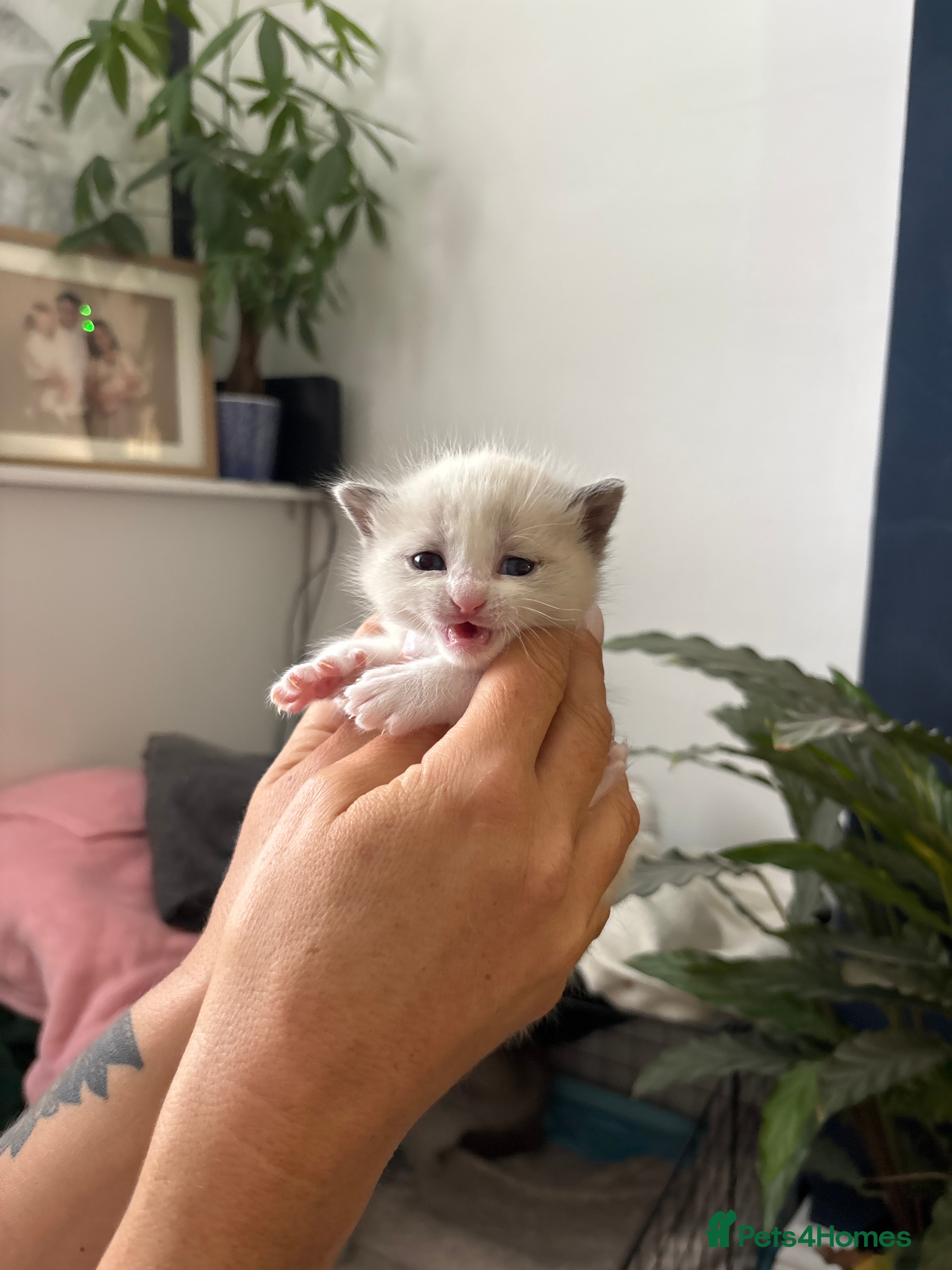 Ragdoll cats Beautiful ragdoll kittens for sale  - Advert 1