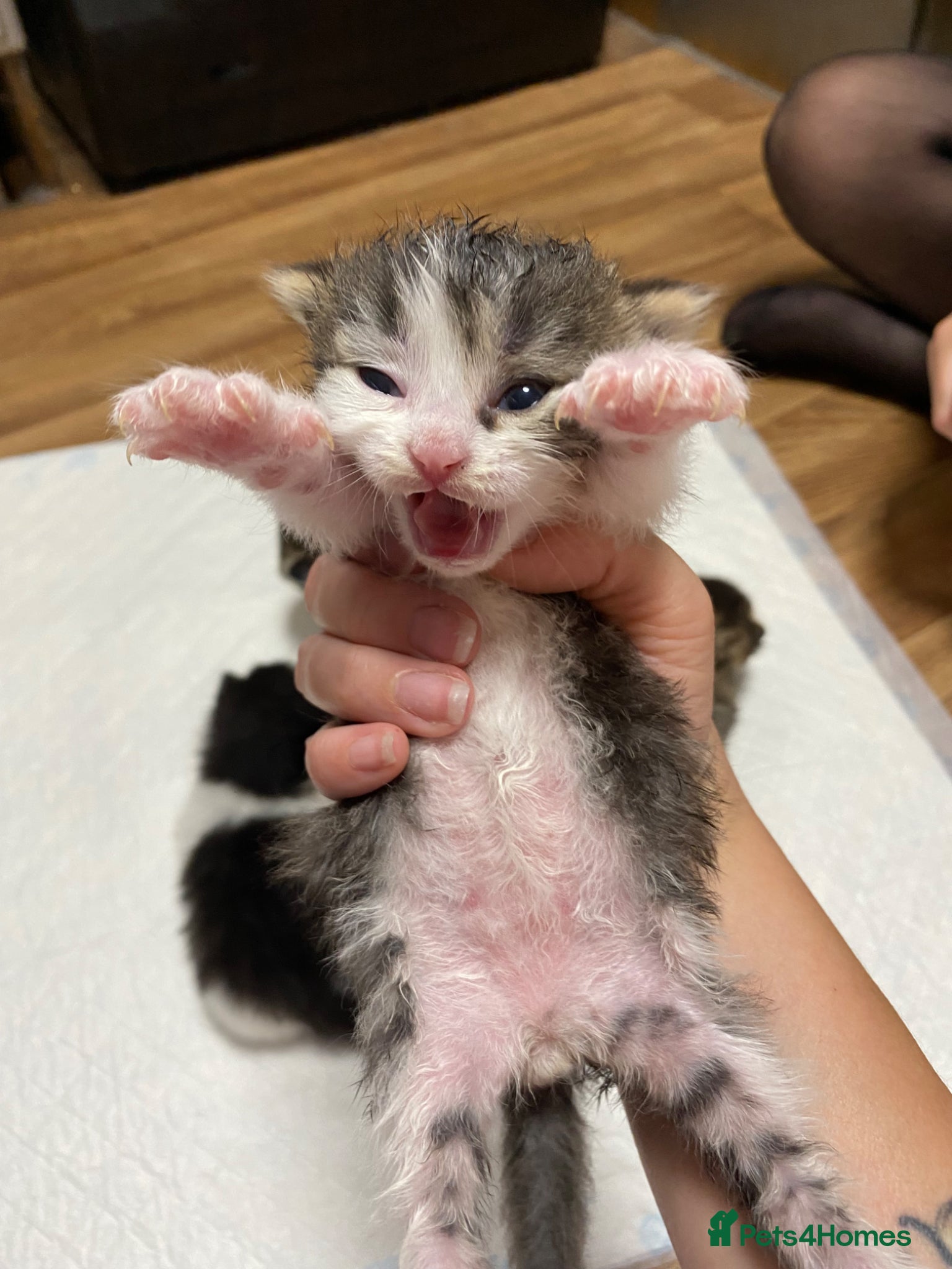 Mixed Breed cats for sale: Beautiful kittens  - Advert 7