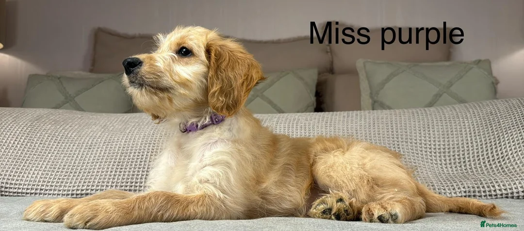 Goldendoodle dogs for sale: These will be stunning adults. Real head turners. - Advert 3