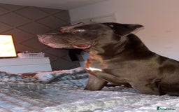 American Bulldog dogs for sale: 2-3 year old bulldog - Image 4