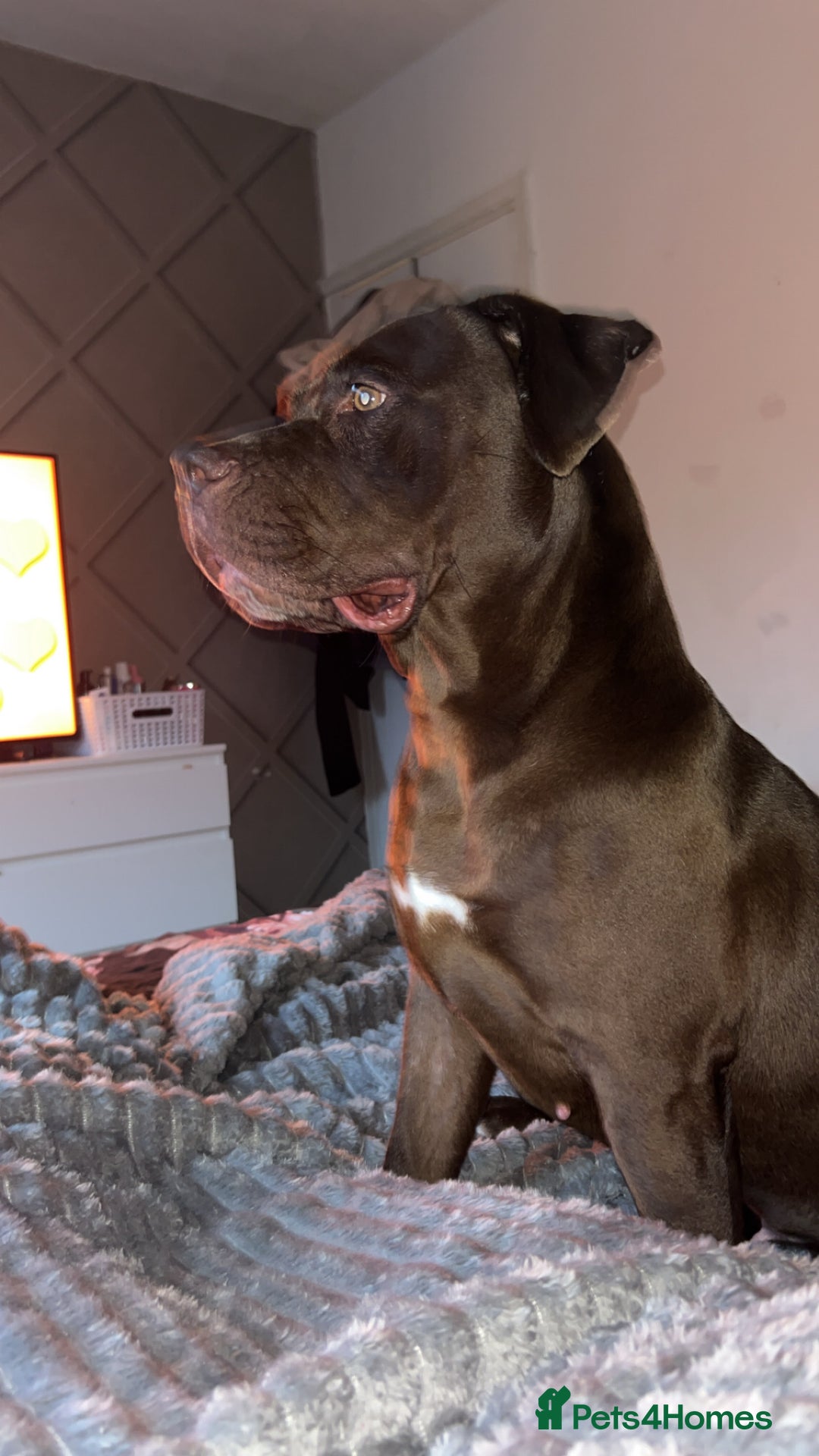 American Bulldog dogs for sale: 2-3 year old bulldog - Image 4
