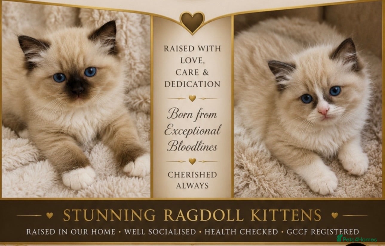Ragdoll cats Stunning  ragdoll kittens - Advert 1