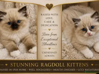 Ragdoll cats Stunning ragdoll kittens - Advert 1