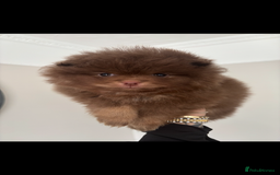 Pomeranian dogs for sale: Male Pomeranian puppy in Liverpool - Image 4