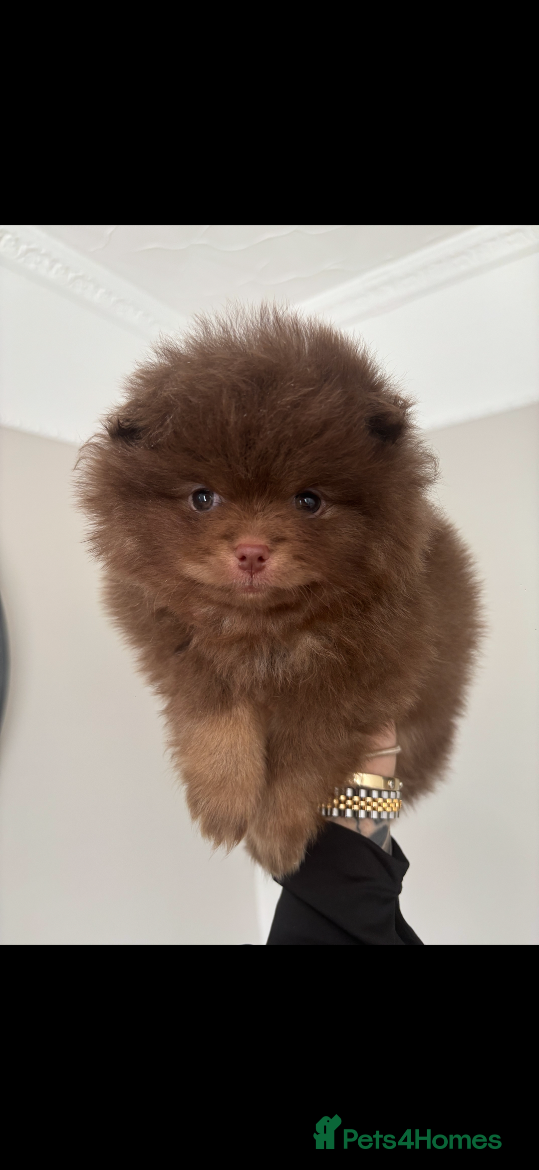 Pomeranian dogs for sale: Male Pomeranian puppy in Liverpool - Image 4