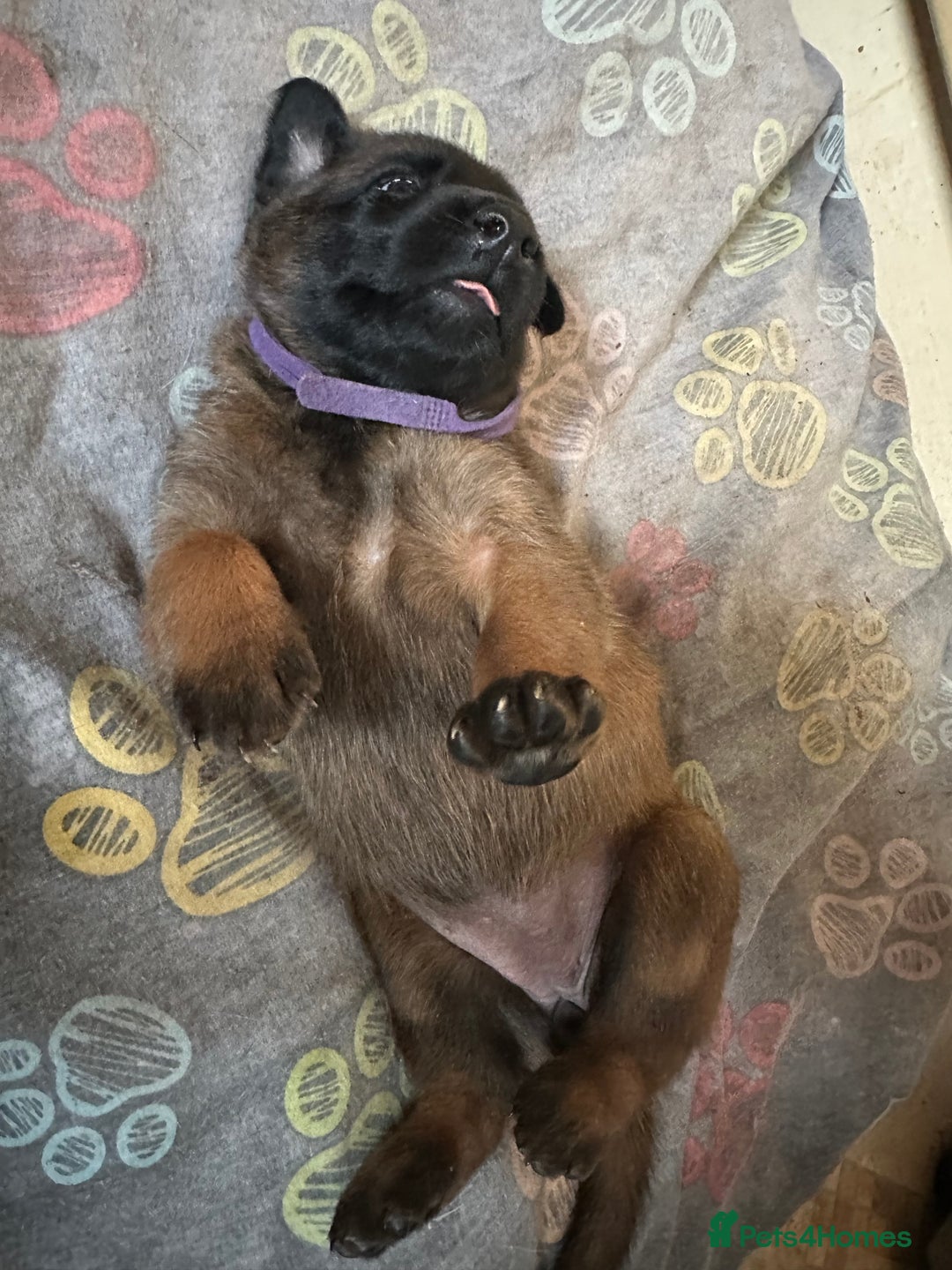 Belgian Shepherd Dog dogs for sale:  Belgian Malinois Puppies  in Telford - Image 9