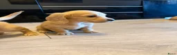 Miniature Dachshund dogs for sale: Cream long haired mini dachshund puppies - Advert 20