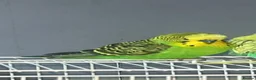 Mixed Breed birds for sale: 3 budgies 2 parakeets - Advert 2