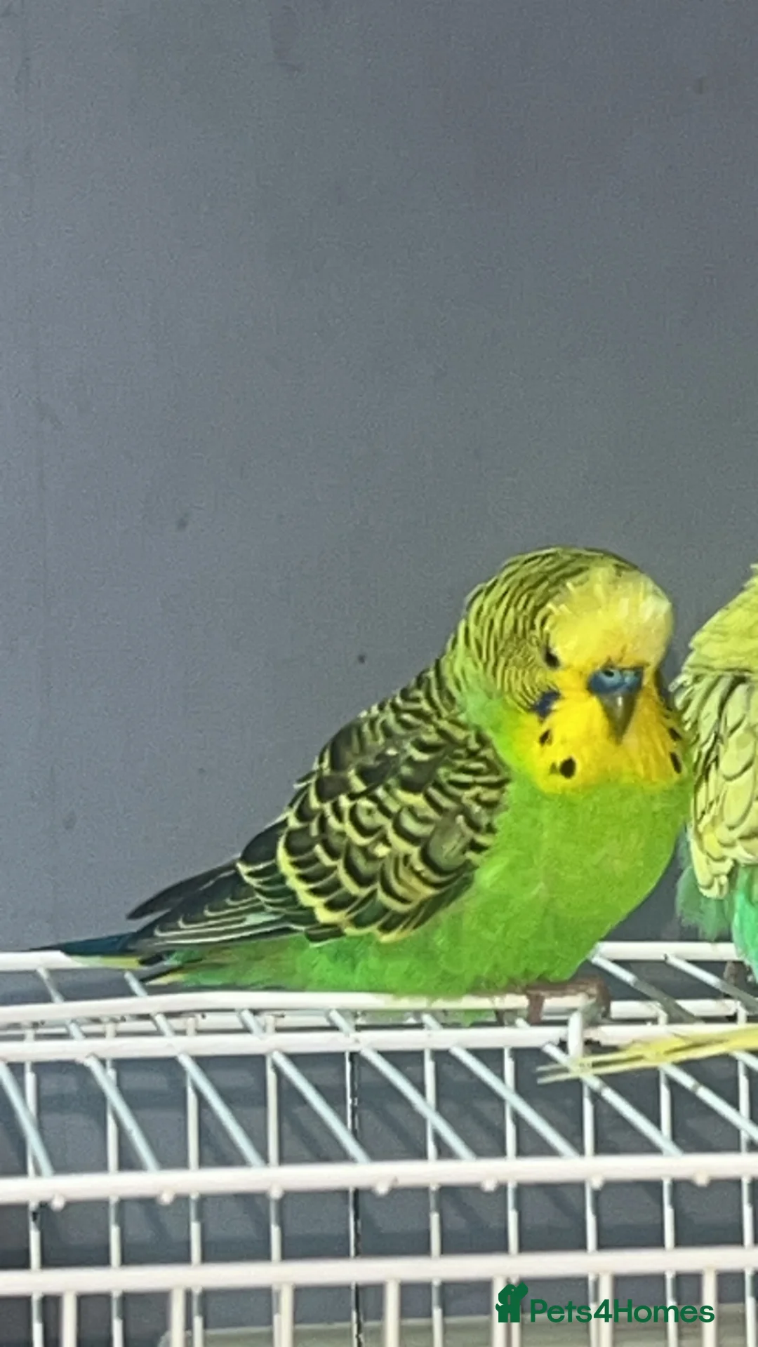 Mixed Breed birds for sale: 3 budgies 2 parakeets - Advert 2