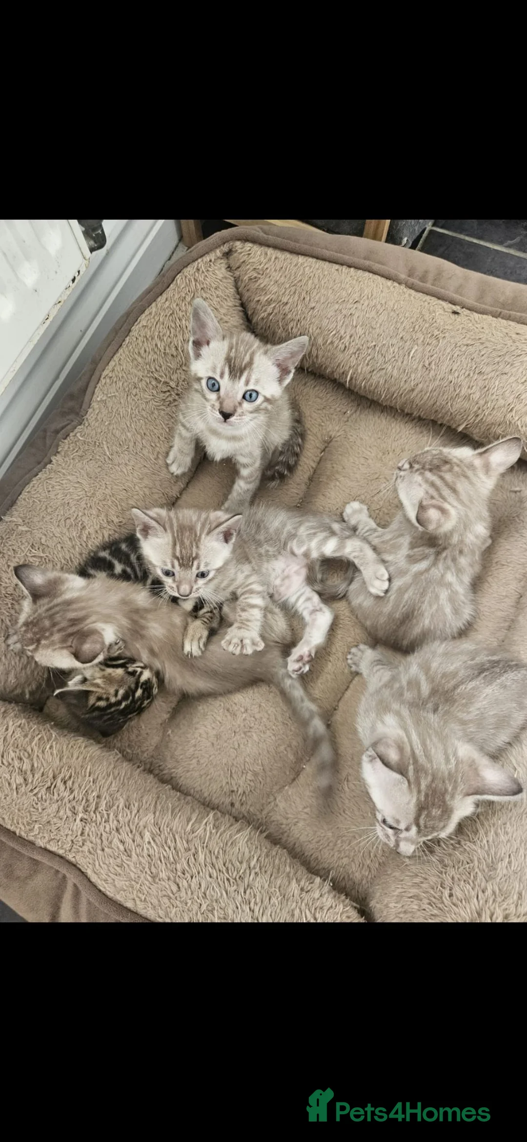 Bengal cats for sale: TICA registered bengal kittens - Advert 38