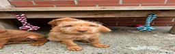 Hungarian Vizsla dogs for sale: Wire haired Hungarian Vizsla pups - Advert 2