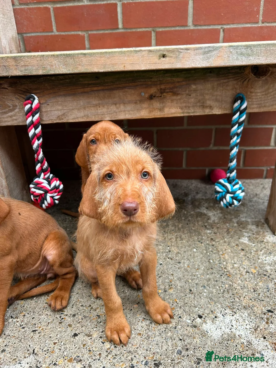 Hungarian Vizsla dogs for sale: Wire haired Hungarian Vizsla pups - Advert 2