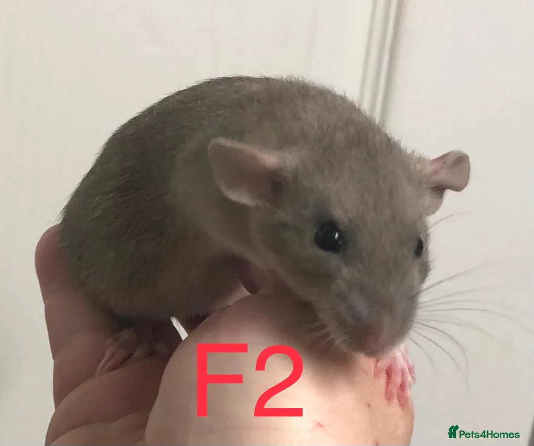 Rat rodents for sale: Beautiful tame fancy rats - Advert 2