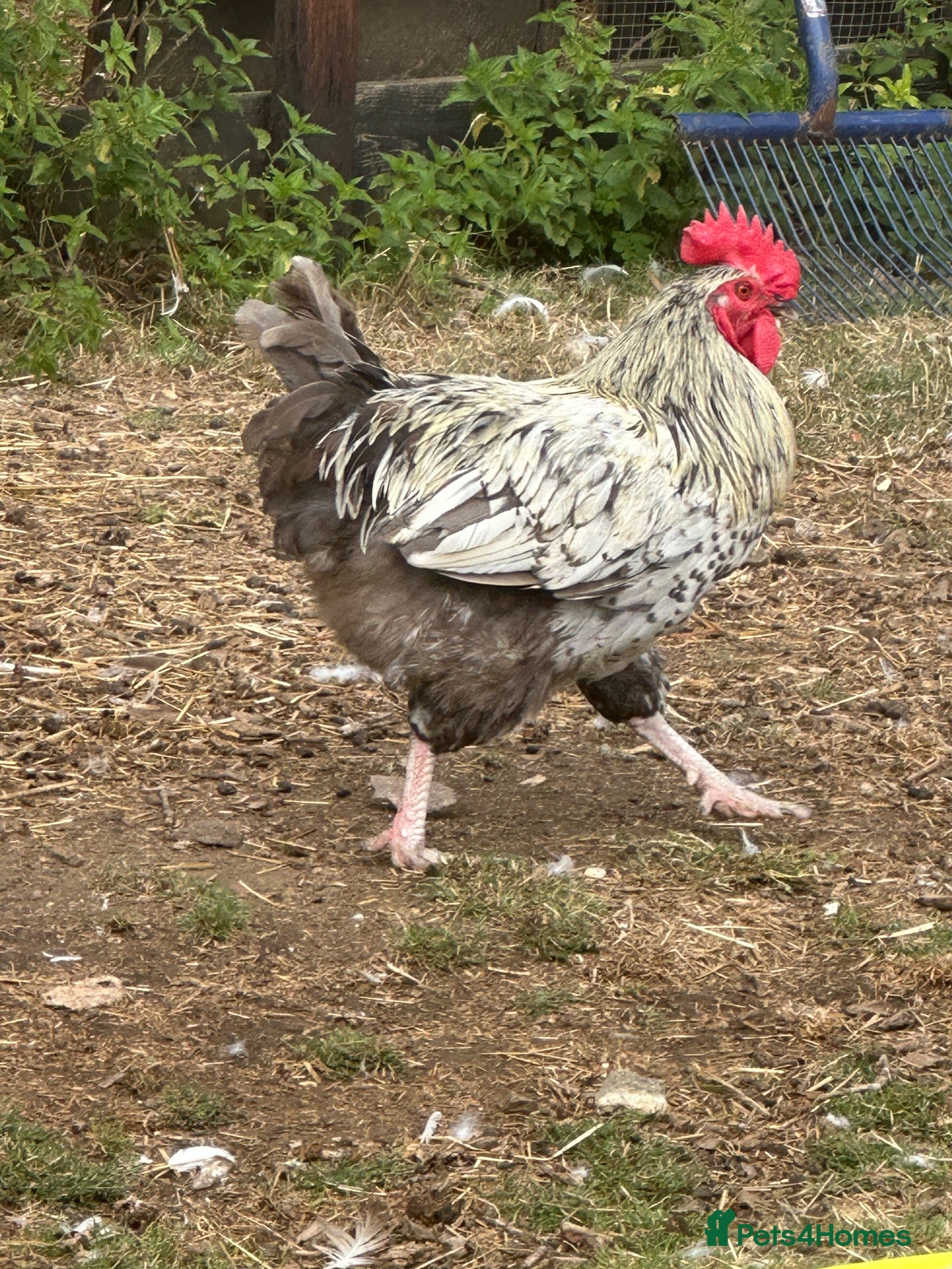 Chickens poultry Blue/Silver Sussex-type hybrid cockerel”  - Advert 19