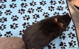 Netherland Dwarf rabbits for sale: 2 male bucks ready for forever homes - Image 4