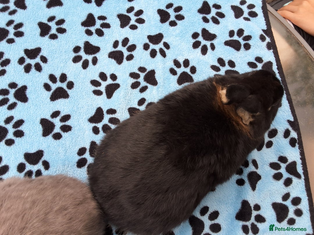 Netherland Dwarf rabbits for sale: 2 male bucks ready for forever homes - Image 4
